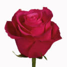 Cherry-O!® rose plant